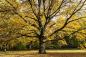 Preview: Fototapete großer Baum im Herbst