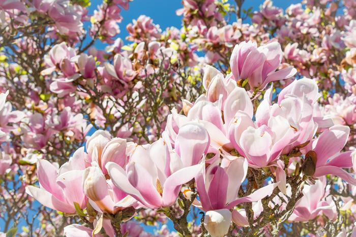 Selbstklebende Fensterfolie mit Magnolien als dekorativer Sichtschutz