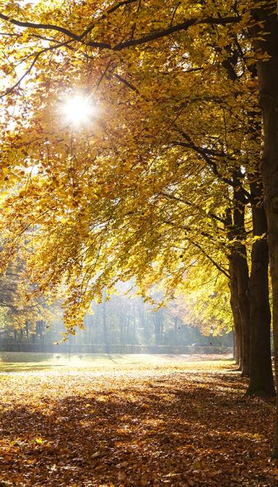 Selbstklebende Fensterfolie herbstlicher Baum