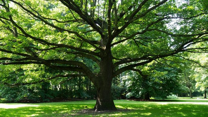 Fototapete großer Baum