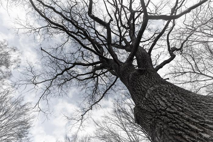 Fototapete Baum im Winter