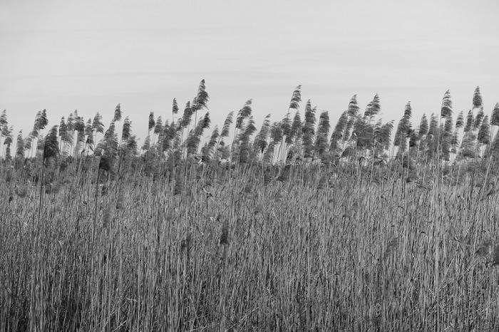 Fototapete Gräser am Ufer