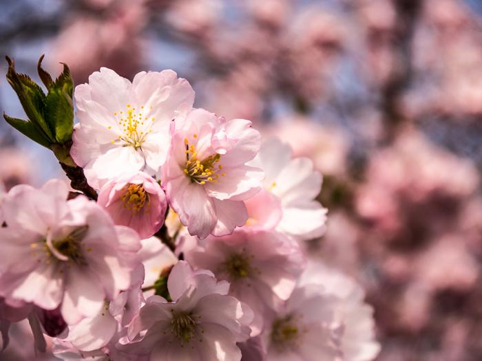 Fototapete japanische Zierkirsche