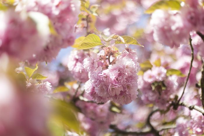 Fototapete Kirschblüte