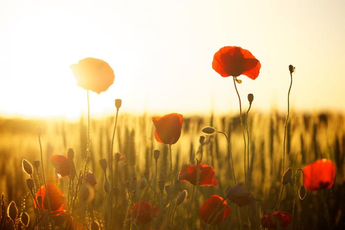 Fototapete Mohnblumen auf einem Feld im Vintage-Look