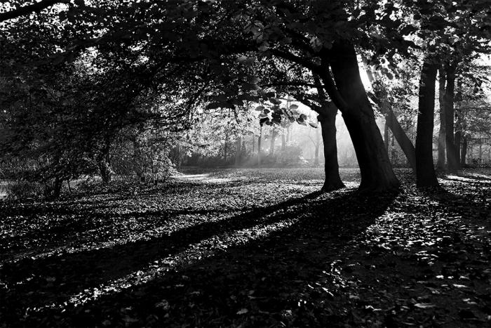 Fototapete Park mit Sonnenstrahlen