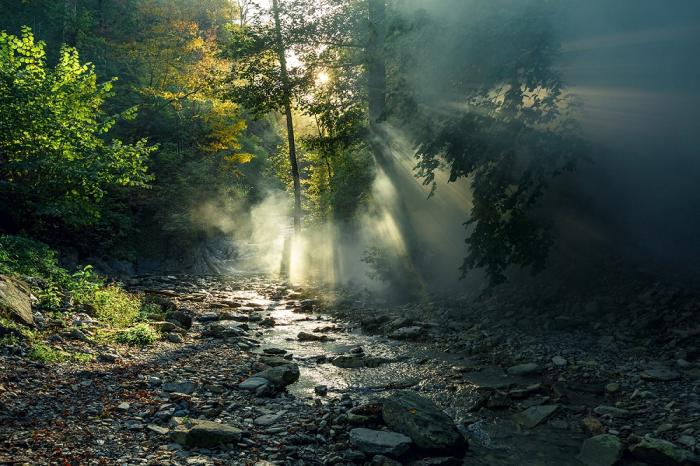 Fototapete Bach im Wald