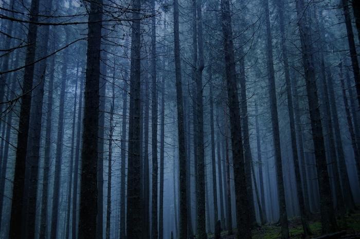 Fototapete Dunkelheit im Wald