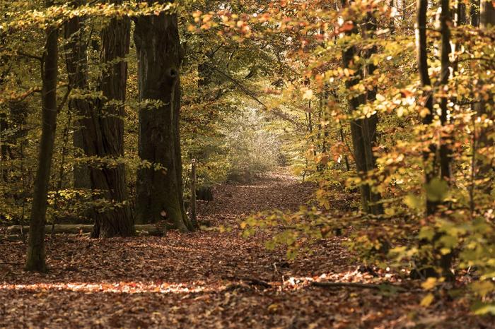 Fototapete Wald im Herbst