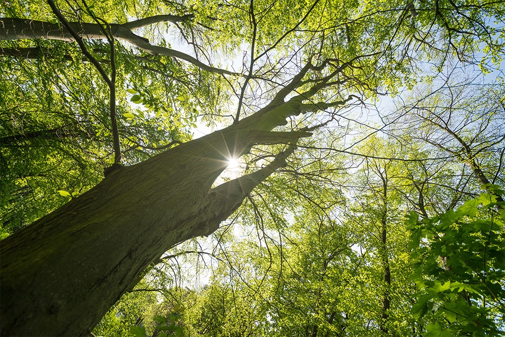 Alte schlüssel fototapete • fototapeten Wald, Hintergrund, zugreifen