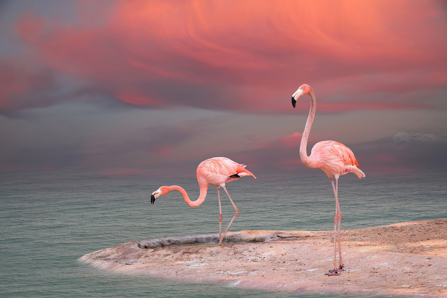 Фламинго на берегу в закате