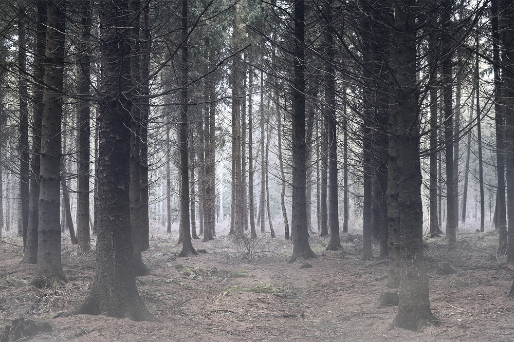 Fototapete Dark Forest 