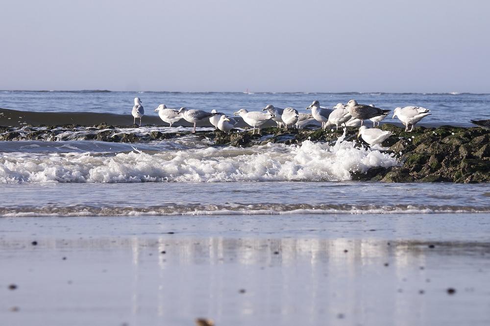 Fototapete Nordsee Möwen