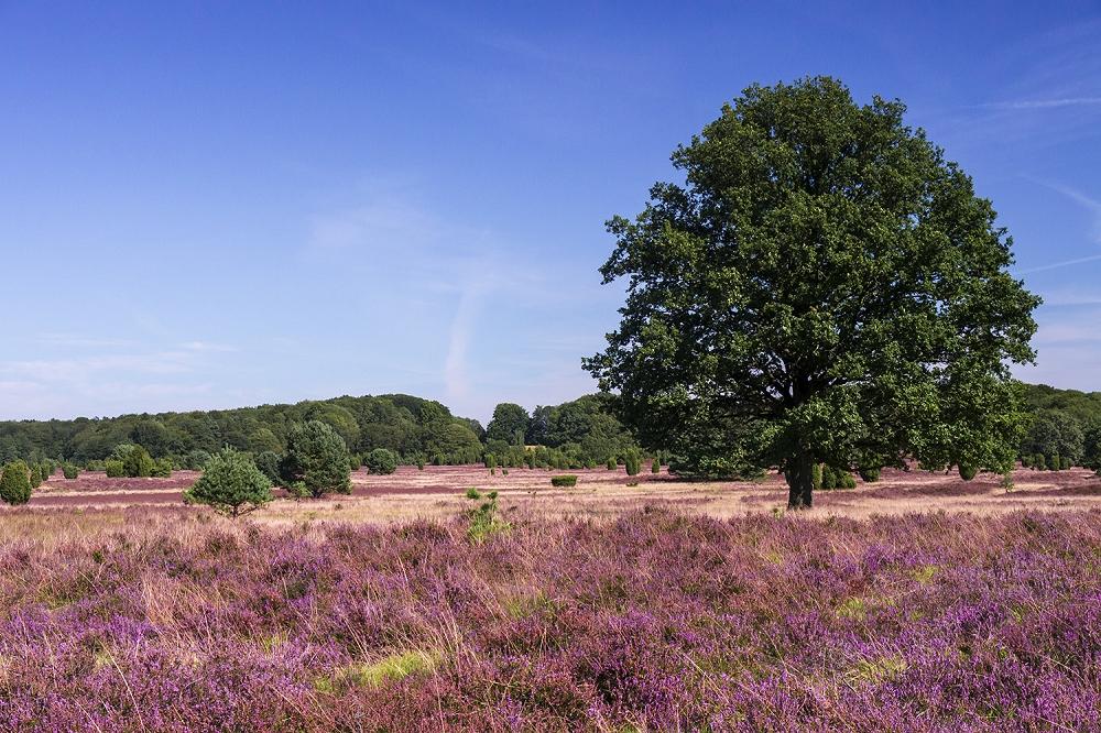 Fototapete Lüneburger Heide