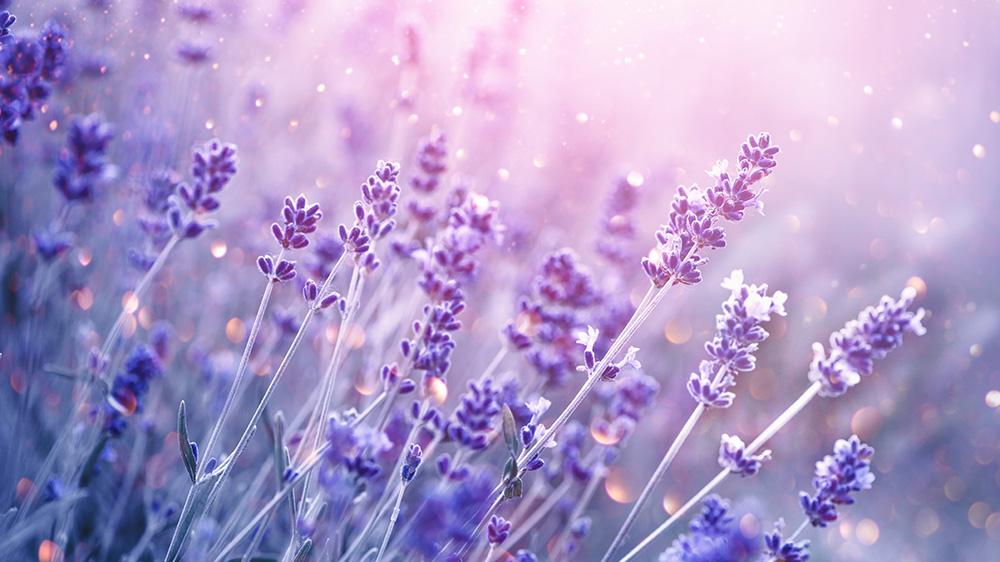 Blumen Fototapete mit blühendem Lavendel im Sonnenlicht