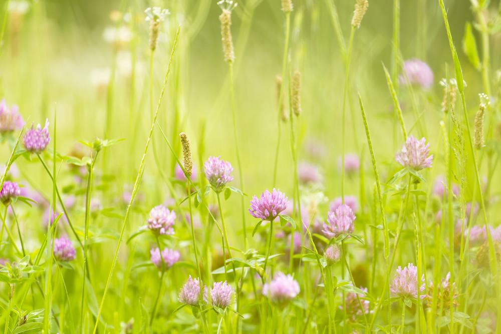 Fototapete Sommerblumen