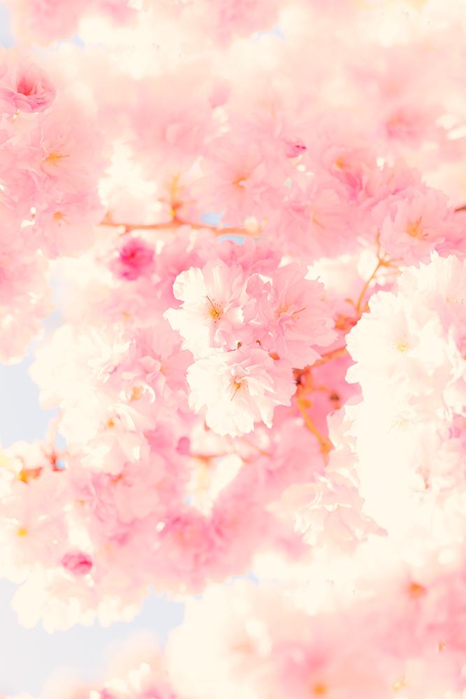 Fensterfolie Kirschblüte träumerisch I Online bestellen!