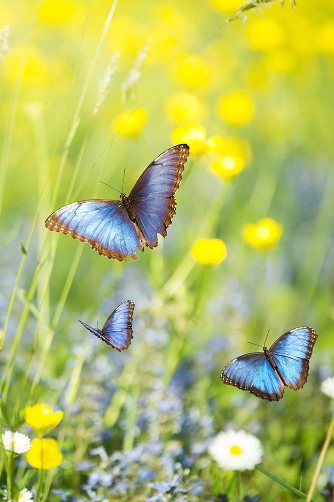 Fensterfolie Schmetterlinge im Frühling I Online kaufen