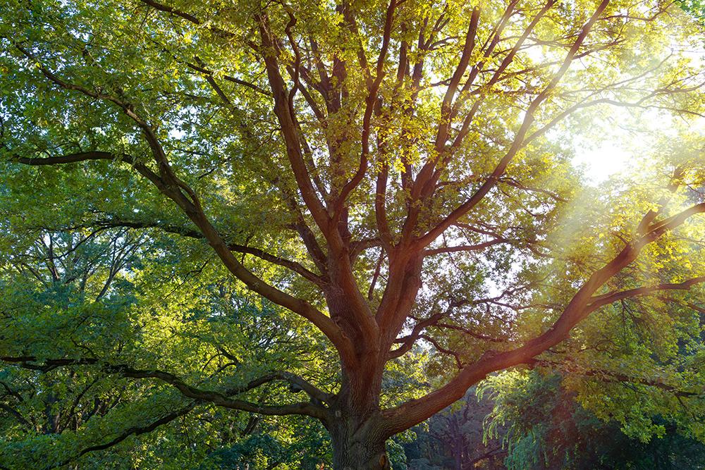 Fototapete Baum im sommerlichen Sonnenlicht