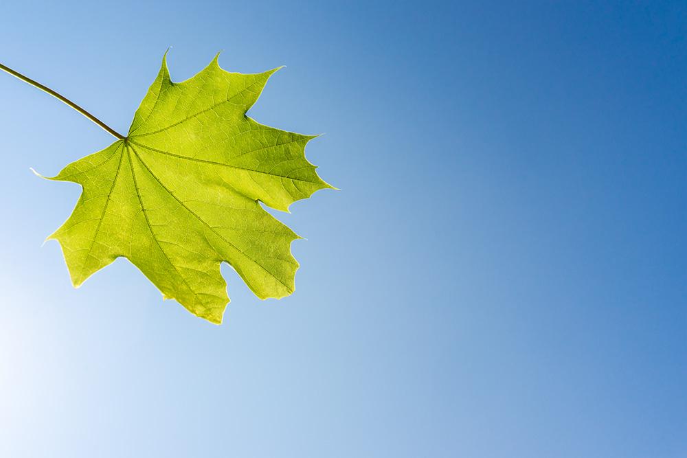 Fototapete grünes Blatt