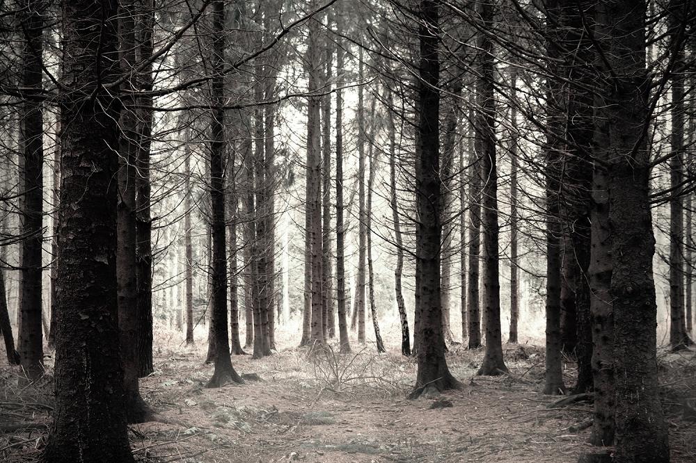 Fototapete unheimlicher Wald