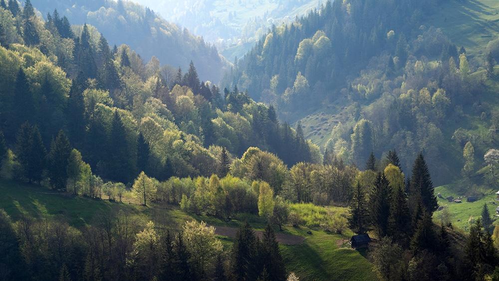 Fantasy Fototapete eines sonnenbeleuchteten Waldes in den Bergen