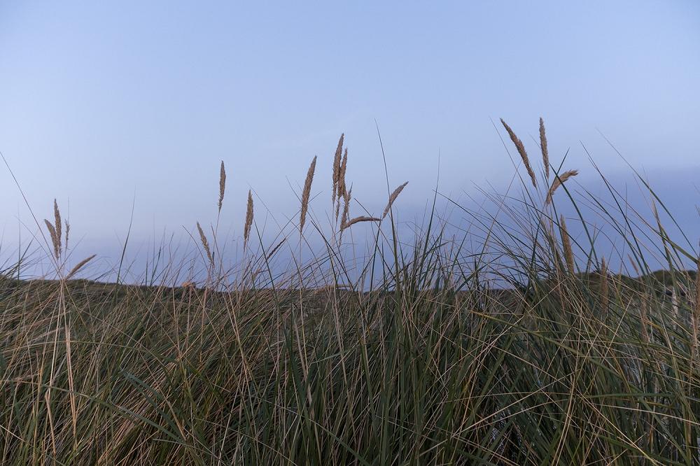 Fototapete Gräser an der Nordsee