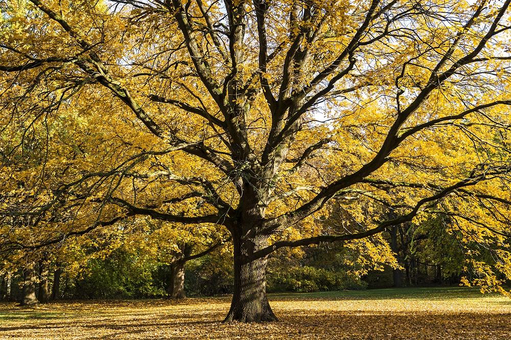 Fototapete großer Baum im Herbst