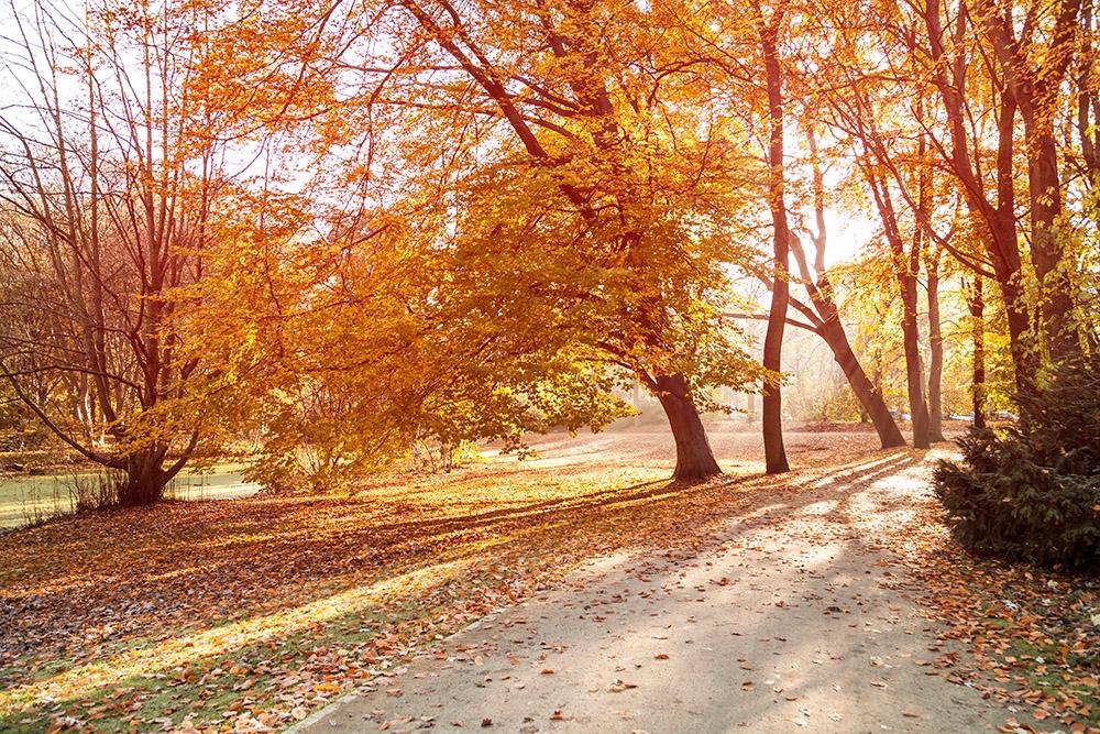 Fototapete Park im Herbst