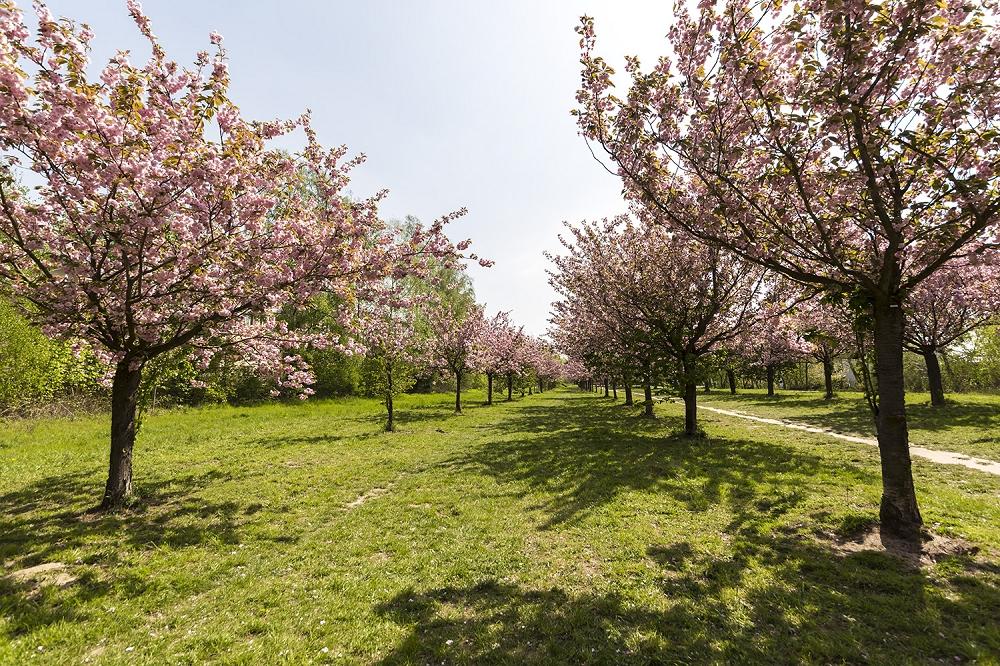 Fototapete Kirschblütenallee