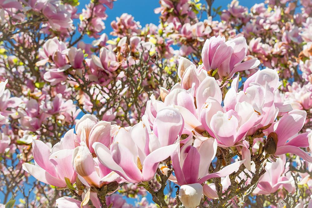 Fototapete blühende Magnolien