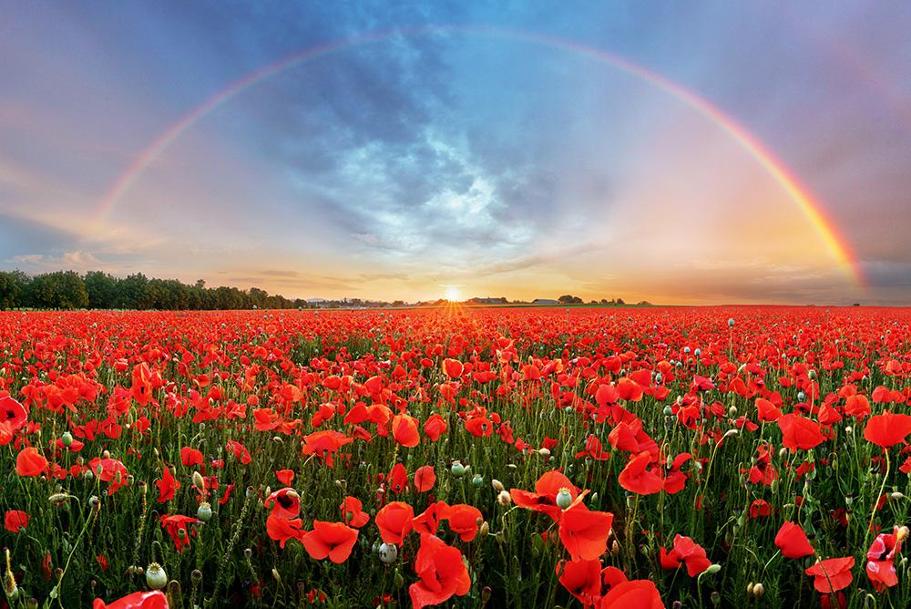 Fototapete Regenbogen über blühendem Mohn