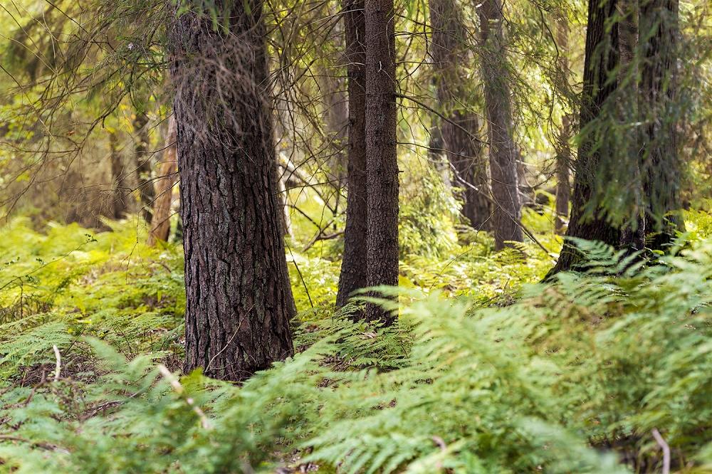 Fototapete Waldstimmug