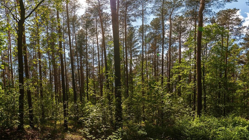 Fototapete Wald im Frühling