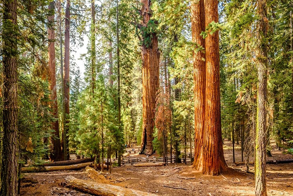 Fototapete Mammutbäume im Sequoia