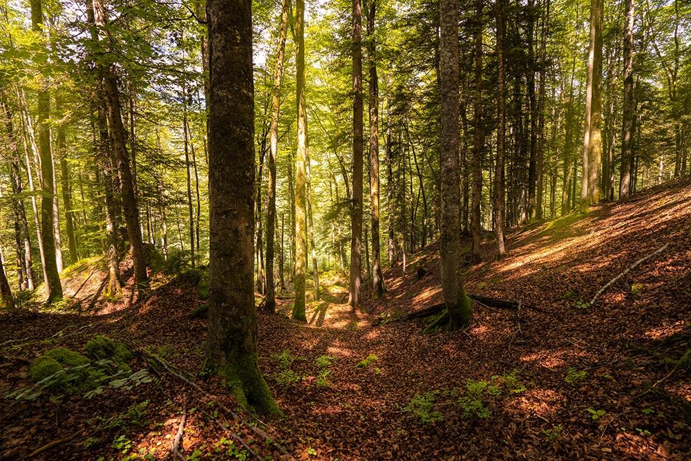 Fototapete Wald in Tirol