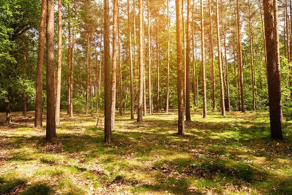 3D-Fototapete Sonnenlicht im Wald