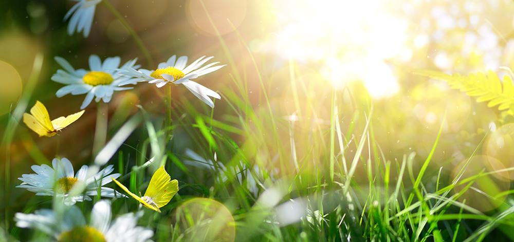 Bedruckte Küchenrückwand – Blumen auf einer wiese