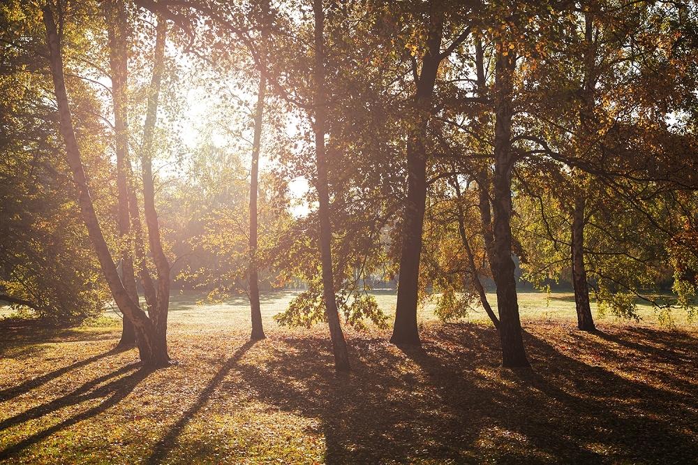 Fototapete Herbstwald