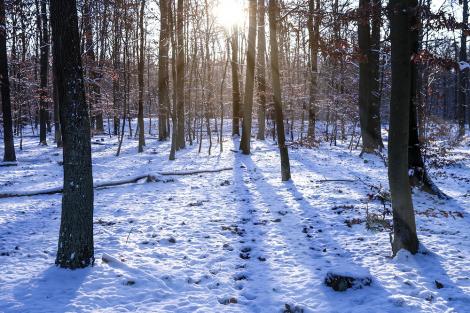 Fototapete Schnee im Winterwald