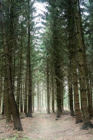 Hochformat Fototapete Wald im Nebel