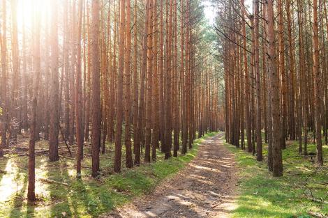 3D-Fototapete Waldstimmung im Sonnenlicht