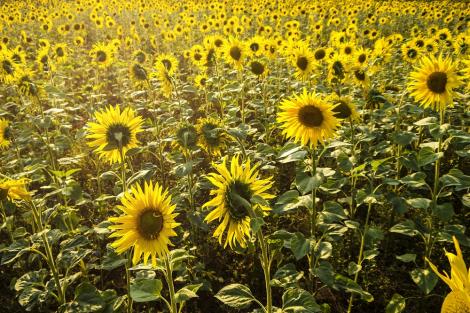 Fototapete Sonnenblumen