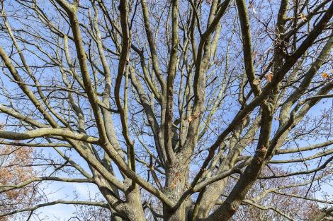 Fototapete kahler Baum