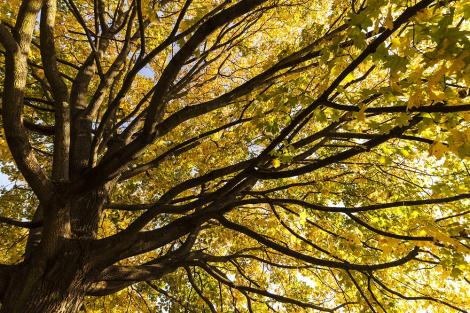 Fototapete Baumkrone im Herbst