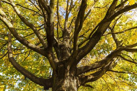 Fototapete Herbstbaum