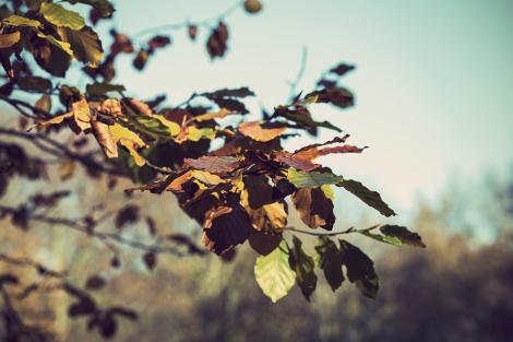 Fototapete Herbstblätter