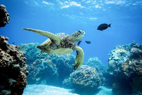 Fototapete Riesenschildkröte