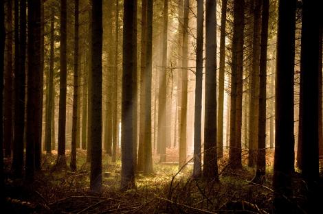 Fototapete Sonnenstrahlen im Wald