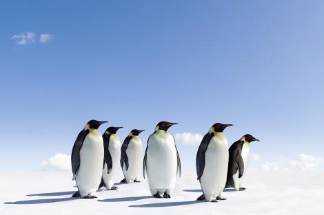 Fototapete Pinguine